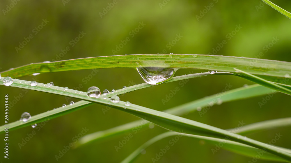 Green leaf with raindrops in the summer in nature develops in the wind Green leaf with raindrops in the summer in nature develops in the wind
