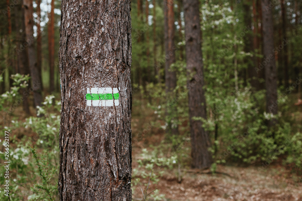 Green and white paint hiking trail sign on tree bark in forest. Green and white paint hiking trail sign on tree bark in forest.