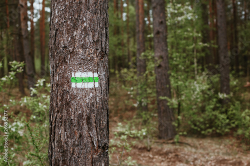 Green and white paint hiking trail sign on tree bark in forest.