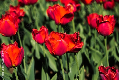 Colorful tulips in the garden. Sunny day.