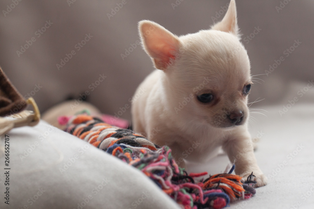 Cute little puppy Cute little puppy