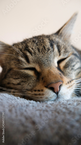 Close-up head of a striped cat sleeping