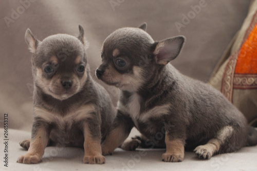 Fototapeta Naklejka Na Ścianę i Meble -  Cute little puppy