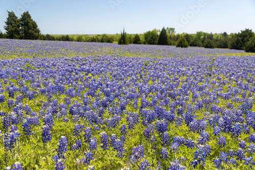 Field of Bluebonnets