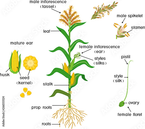 Parts of plant. Morphology of corn (maize) plant with green leaves, root system, fruits and flowers isolated on white background with titles