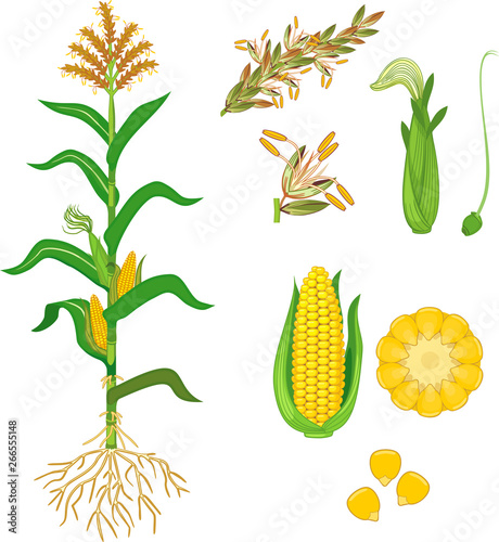 Parts of plant. Morphology of corn (maize) plant with green leaves, root system, fruits and flowers isolated on white background