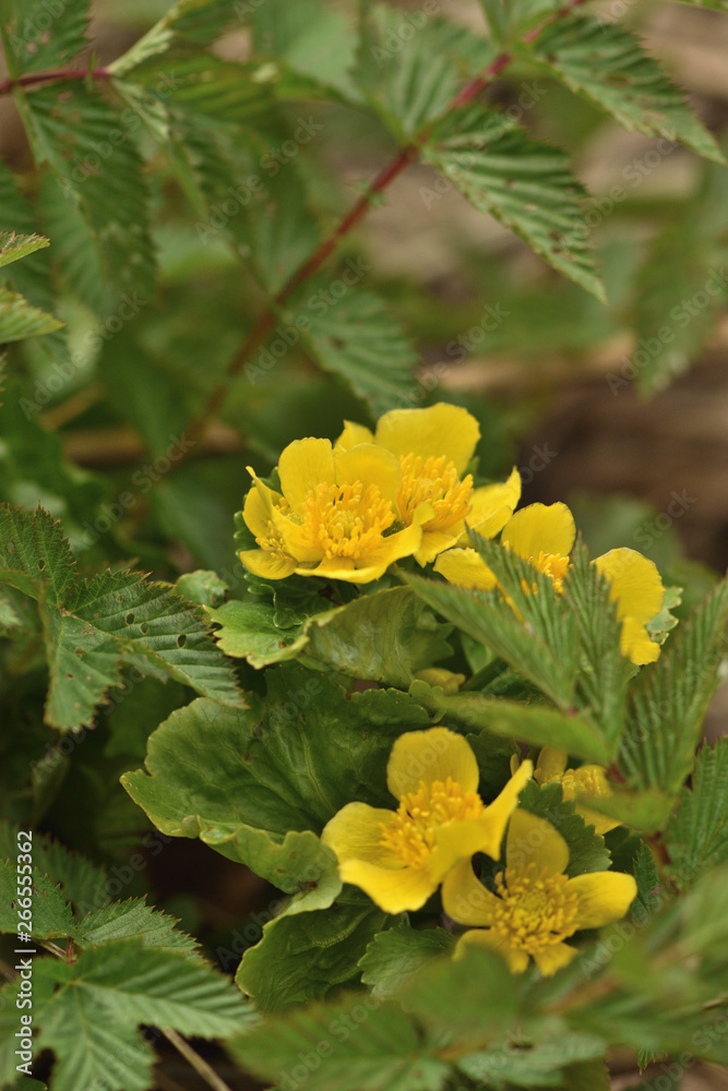 Yellow flowers of Cáltha palústris Yellow flowers of Cáltha palústris