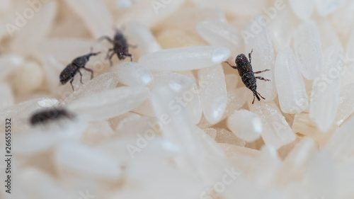 Tableau sur toile Rice weevil or Sitophilus oryzae in middle of rice grains