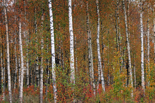 Birches in yellow autumn birch forest in october among other birches in birch grove