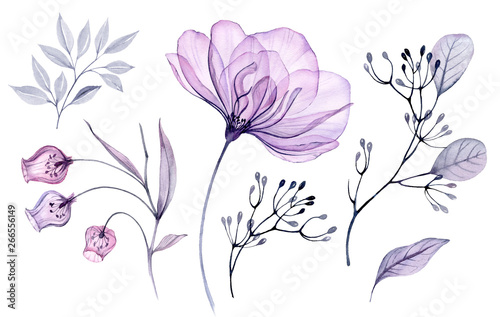 Transparent watercolor floral set bundle of roses, bellflower, buds, leaves, branches in pastel pink, grey, blue, violet, purple color vintage ornament, x-ray, wedding design, stationery print, frame 