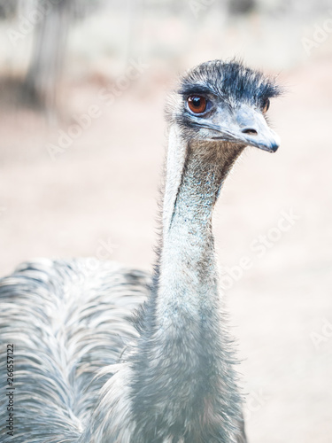 Obraz na płótnie Emu (Dromaius novaehollandiae), the second-largest living bird by height w salonie