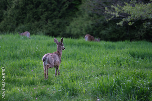 Deers in UVic photo