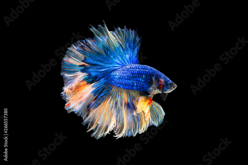 The moving moment beautiful of blue siamese betta fish or fancy betta splendens fighting fish in thailand on black background. Thailand called Pla-kad or half moon biting fish.