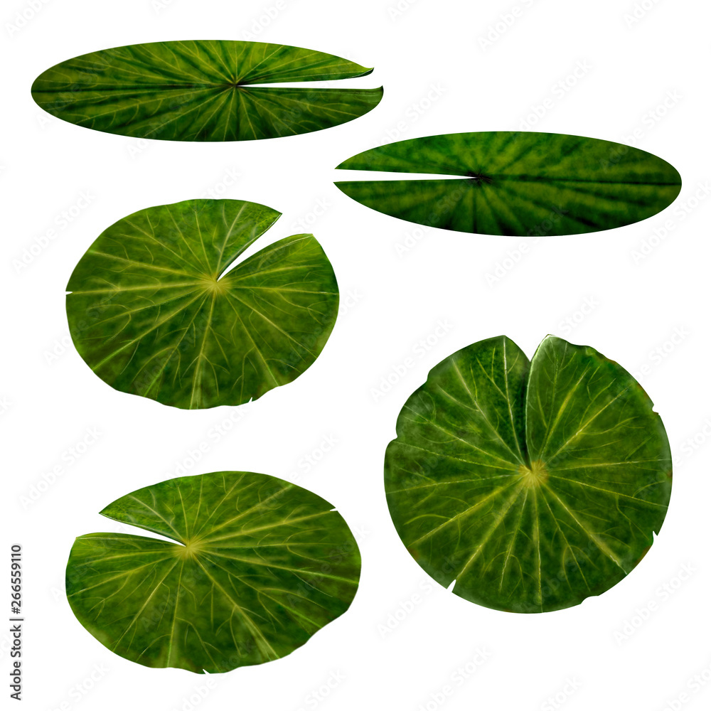 Water Lily Leaves set