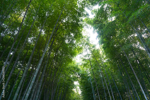 Bamboo forest, Hangzhou Zhejiang, China