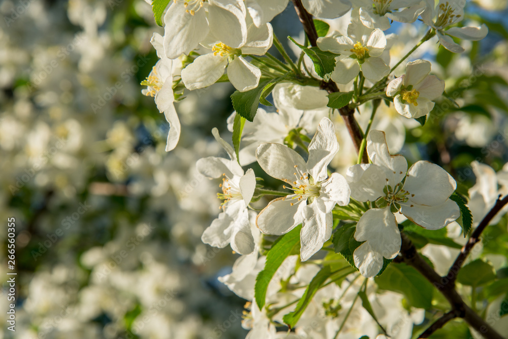 Branches of apple-tree with white flowers against a blue spring sky Branches of apple-tree with white flowers against a blue spring sky