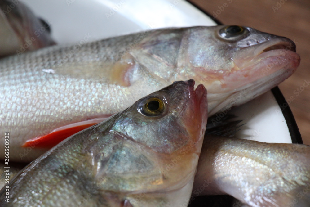 fresh caught fish fresh caught fish