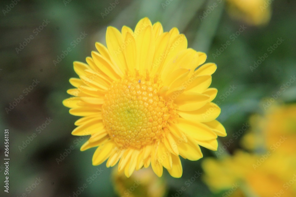 Fototapeta premium closeup of yellow flower