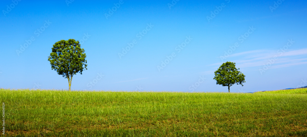Obraz premium Sunny landscape with trees and blue sky .