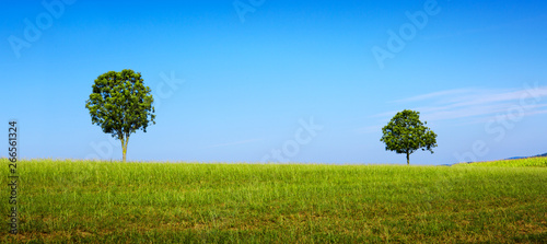 Sunny landscape with trees and blue sky .