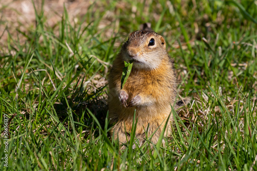 Thirteen-lined ground squirrel feeding on prairie grasses and flowers
