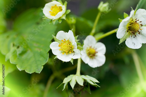 Small white flowers on meadow