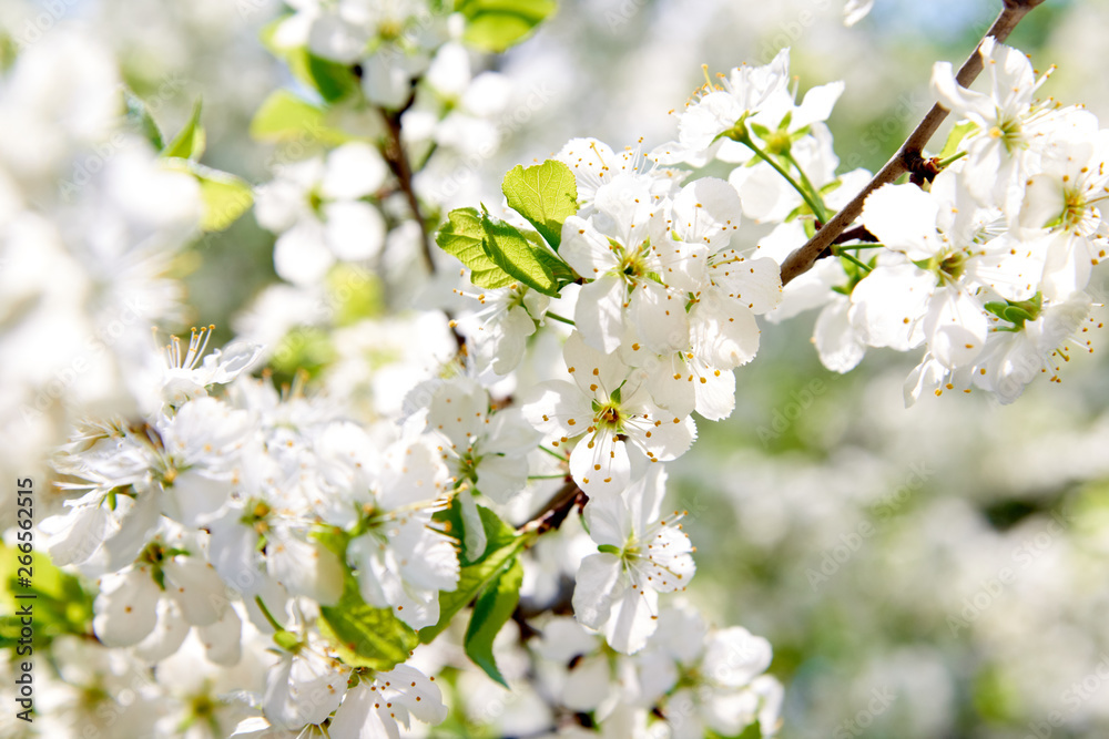 The branches of a blossoming tree. Cherry tree in white flowers.