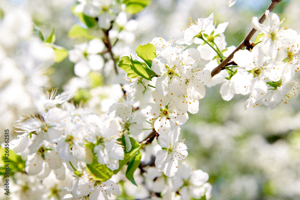 The branches of a blossoming tree. Cherry tree in white flowers. The branches of a blossoming tree. Cherry tree in white flowers.