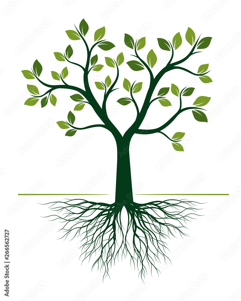 Obraz premium Green Tree with Roots on white background. Vector Illustration.