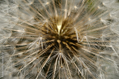 seed s closeup of dandelon