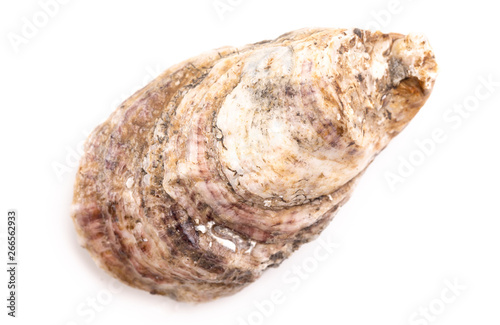 Oysters on a White Background