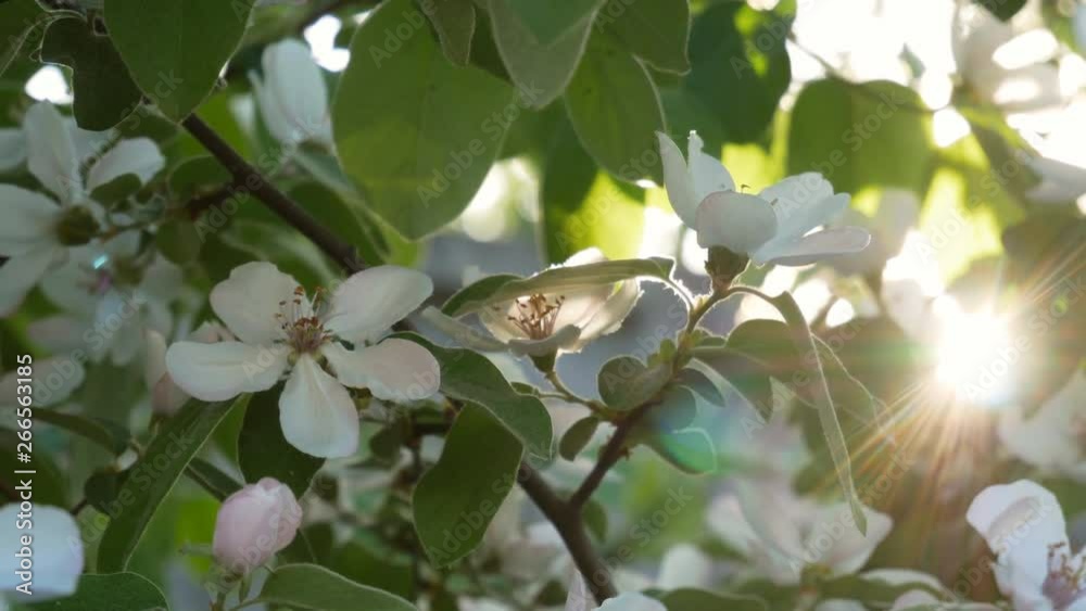 a flowering tree with a bud of whitish-pink flowers in spring in backlight. a flowering tree with a bud of whitish-pink flowers in spring in backlight.