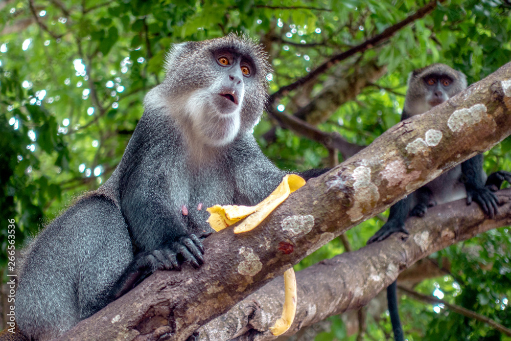 Sykes monkey (Cercopithecus albogularis),close-up in forest. Zanzibar. Sykes monkey (Cercopithecus albogularis),close-up in forest. Zanzibar.