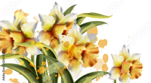 Daffodil flowers Vector watercolor. Spring season bouquet on white background...