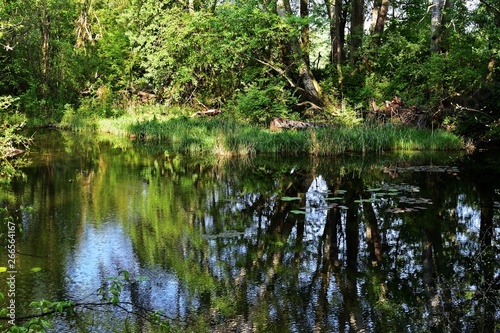 Teich im Nationalpark Lobau - Donauauen