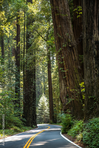 Big green tree forest road view travel at Redwoods national park spring 