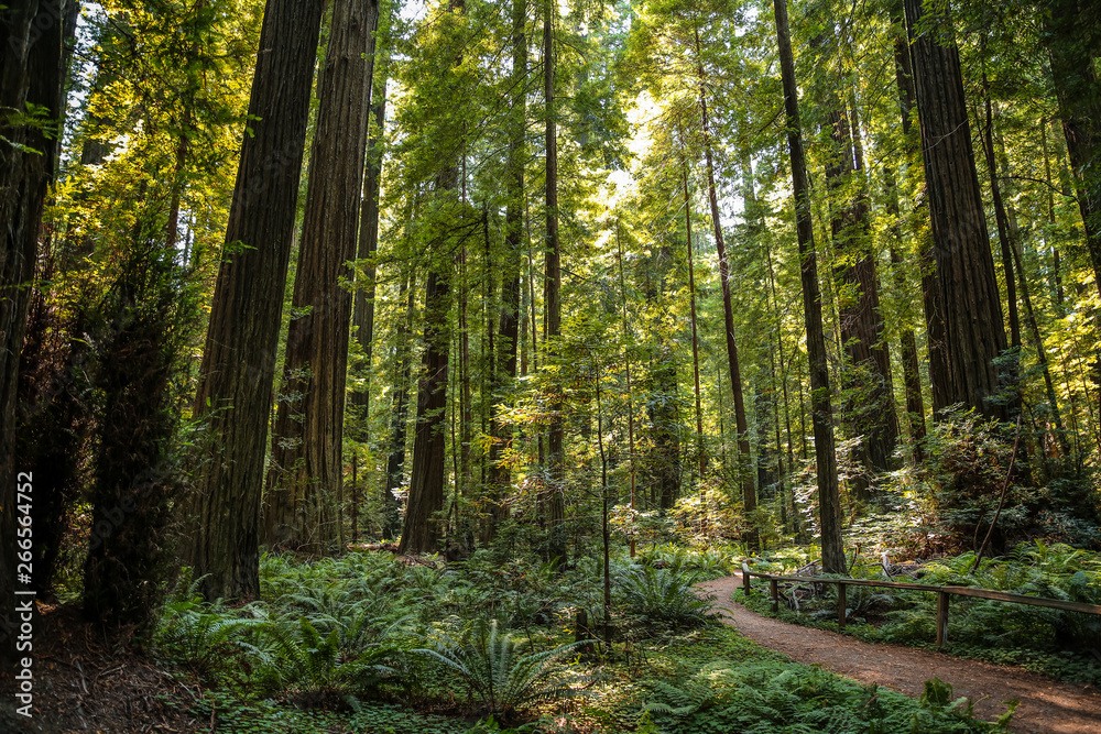 Big green tree forest trail at Redwoods national park spring 