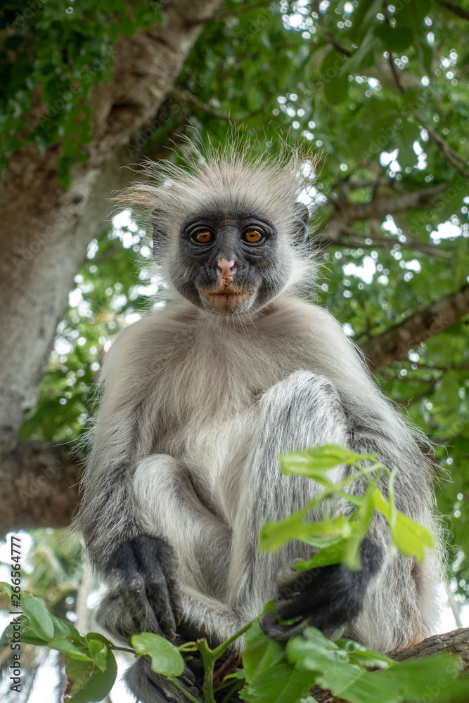 Red Colobus monkey in a natural environment, Portrait,Zanzibar. Red Colobus monkey in a natural environment, Portrait,Zanzibar.