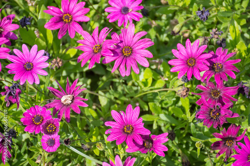 Purple flowers in a garden in spring