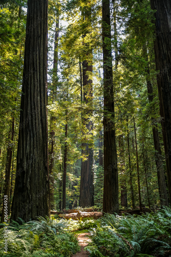 Big green tree forest trail at Redwoods national park spring 