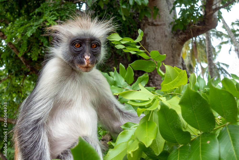 Red Colobus monkey in a natural environment, Portrait,Zanzibar.