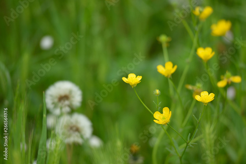 yellow buttercup in a green field