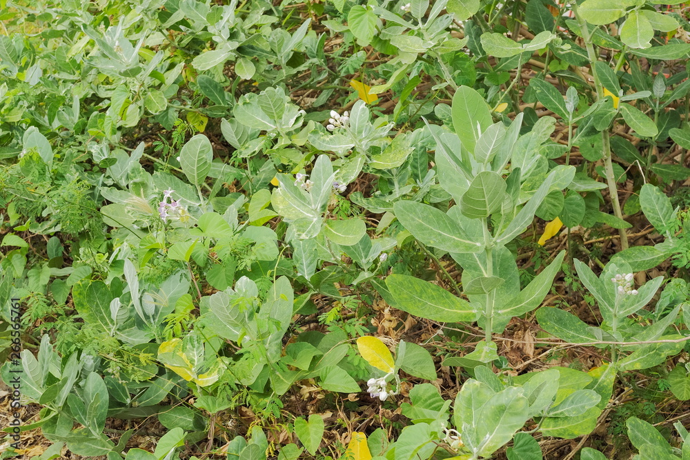 Fototapeta premium view of Crown flower (Calotropis Gigantea) with green nature blurred background, other names Giant Indian Milkweed, Giant Milkweed, Tembega.