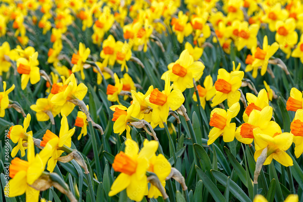 first daffodils in the flower bed first daffodils in the flower bed