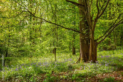 Bluebells in woodland on a sunny Spring morning in Wiltshire, Uk © victoria ashman