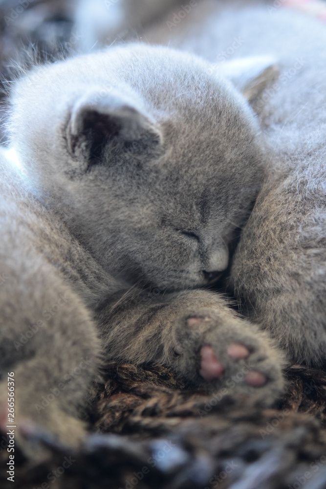 Naklejka premium sleeping cat