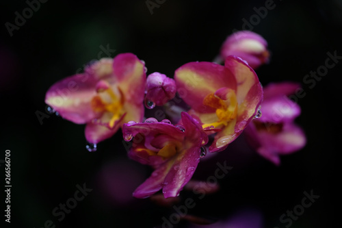 Bouquet of pink orchids on back background with water drops