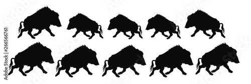 isolated image silhouette of a running wild boar