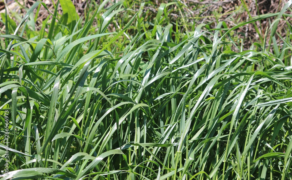 Obraz premium 봄의냇가에 풀