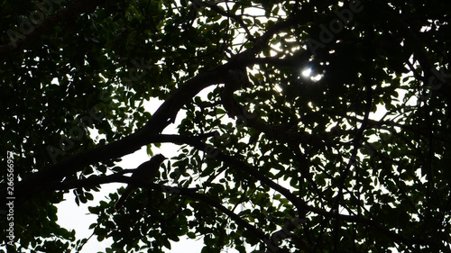 silhouette of tree with bird